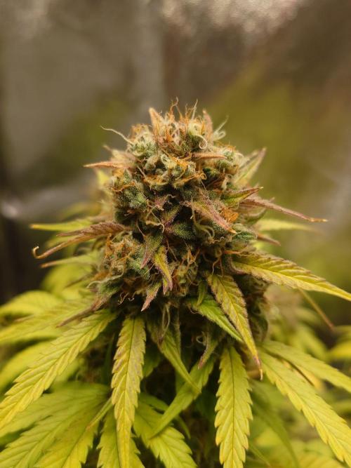 First indoor grow - Afghan Kush Auto. Week 9
