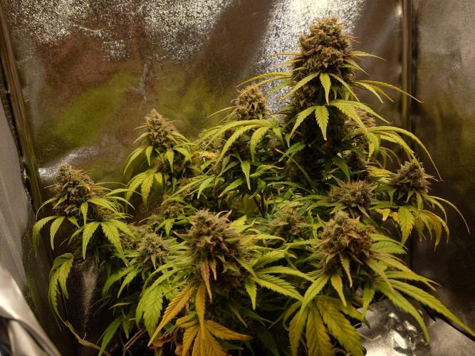 First indoor grow - Afghan Kush Auto. Week 9