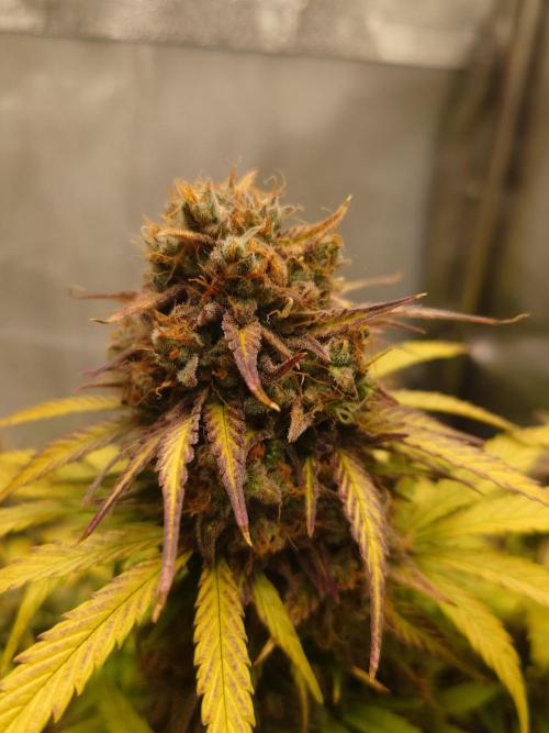 First indoor grow - Afghan Kush Auto. Week 10