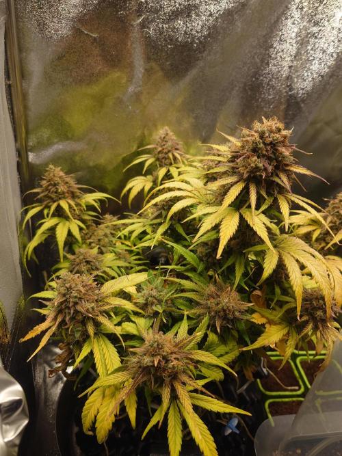 First indoor grow - Afghan Kush Auto. Week 10