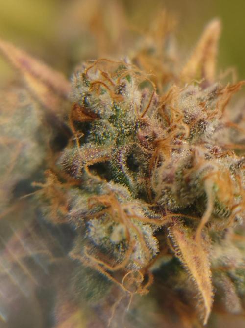 First indoor grow - Afghan Kush Auto. Week 10