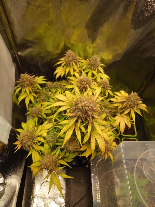 First indoor grow - Afghan Kush Auto. Week 10