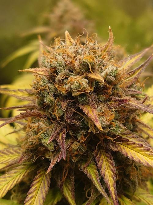 First indoor grow - Afghan Kush Auto. Week 10