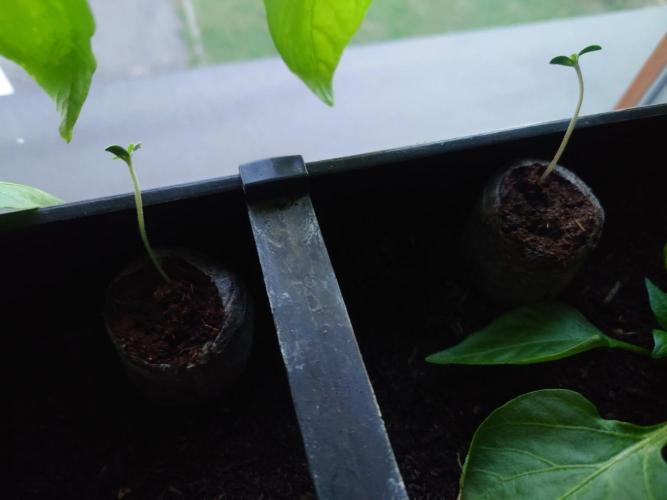 Sour Jealousy - First coco grow. Week 0 - Sow into jiffy tabs for start and kept them on window until it pops out.