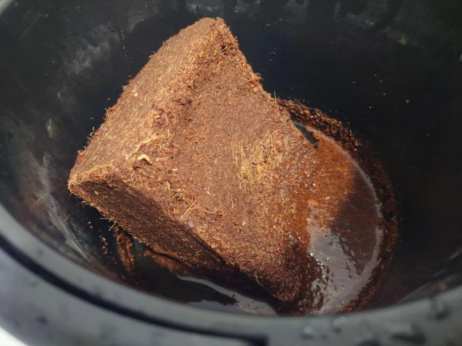 Sour Jealousy - First coco grow. Week 0 - Soaking coco brick in calmag solution