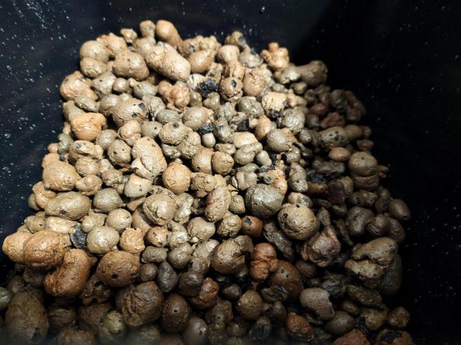 Sour Jealousy - First coco grow. Week 0 - Soaking clay pebbles in pH'd water for 24 hours.