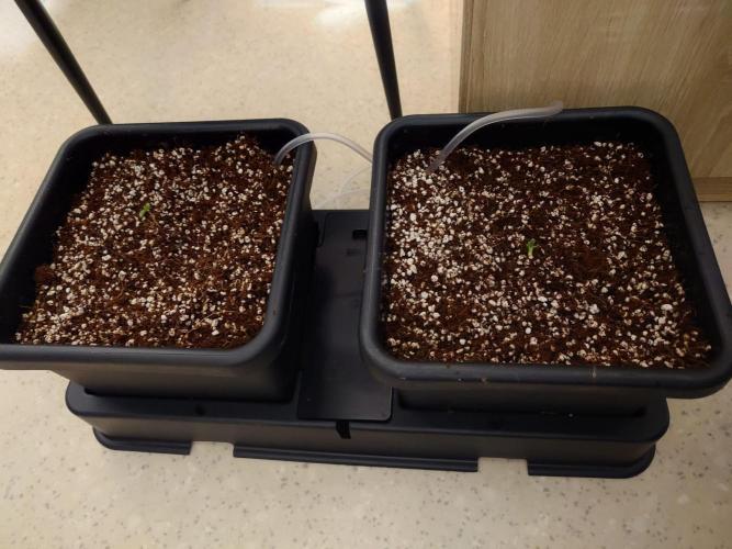 Sour Jealousy - First coco grow. Week 0 - Transplanted and ready