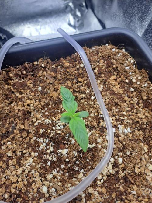 Sour Jealousy - First coco grow. Week 1