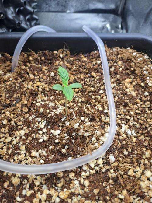 Sour Jealousy - First coco grow. Week 1
