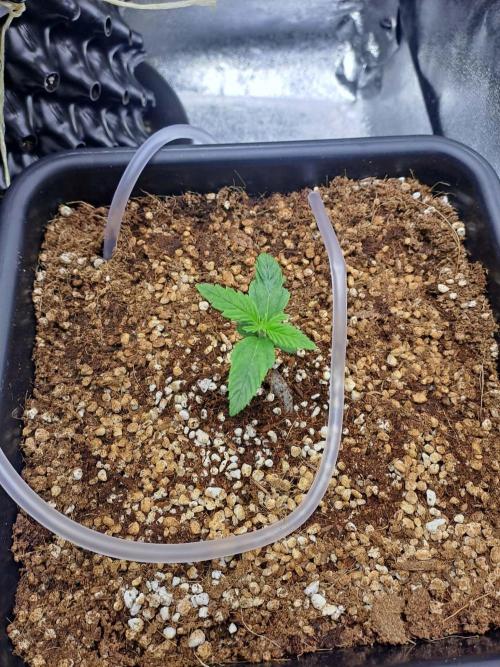 Sour Jealousy - First coco grow. Week 1