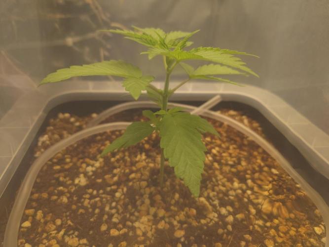 Sour Jealousy - First coco grow. Week 2
