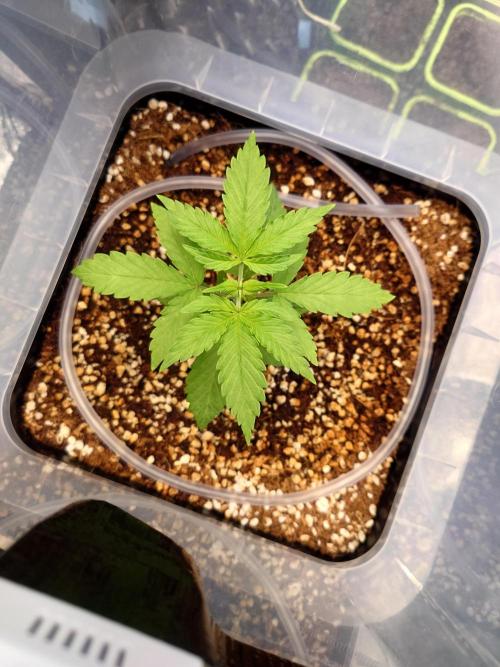 Sour Jealousy - First coco grow. Week 2