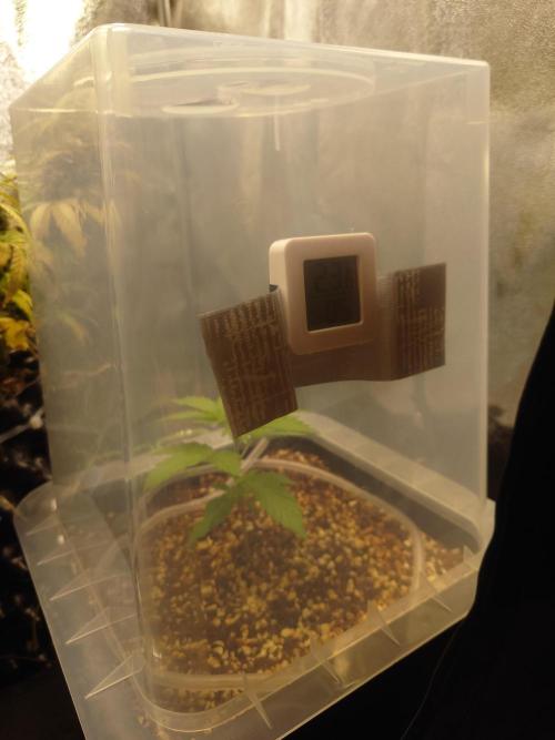 Sour Jealousy - First coco grow. Week 2 - Sticked thermometer from aliexpress inside.