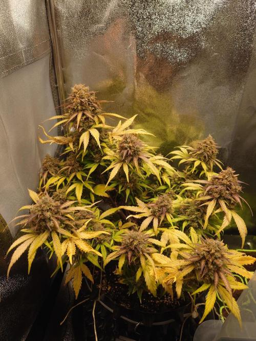 First indoor grow - Afghan Kush Auto. Week 11
