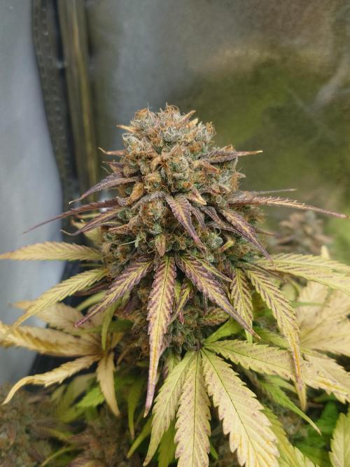 First indoor grow - Afghan Kush Auto. Week 11