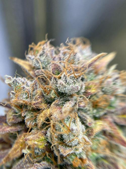 First indoor grow - Afghan Kush Auto. Week 11