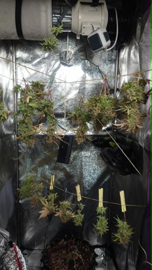 First indoor grow - Afghan Kush Auto. Week 11 - Buds hung inside 