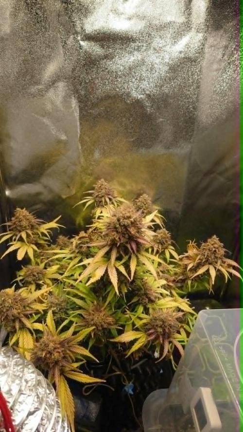 First indoor grow - Afghan Kush Auto. Week 11 - Last photo before harvest