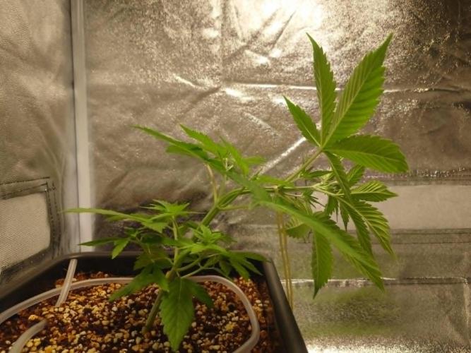 Sour Jealousy - First coco grow. Week 3