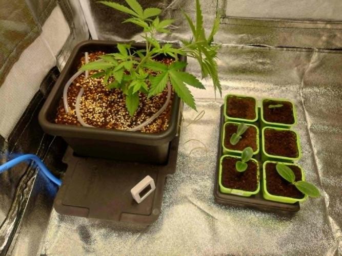 Sour Jealousy - First coco grow. Week 3
