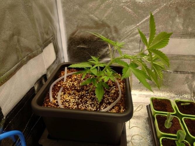 Sour Jealousy - First coco grow. Week 3