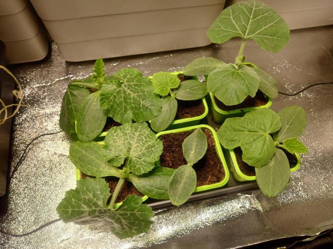Sour Jealousy - First coco grow. Week 4