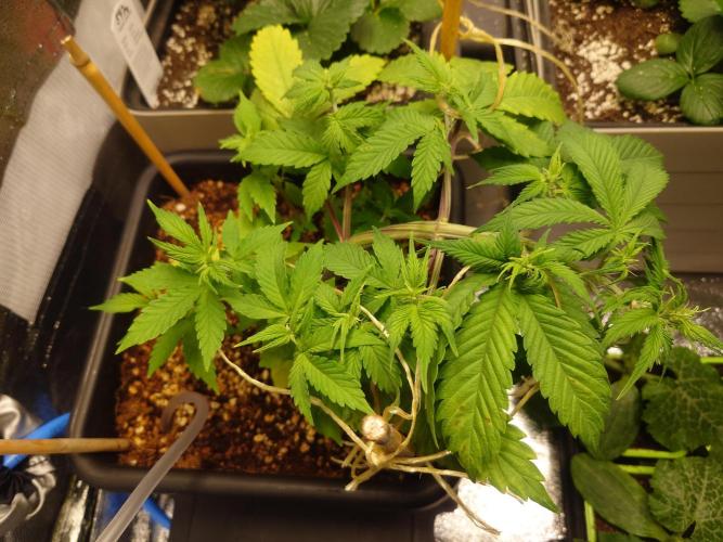 Sour Jealousy - First coco grow. Week 4