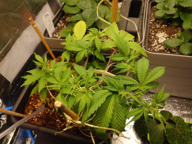 Sour Jealousy - First coco grow. Week 4