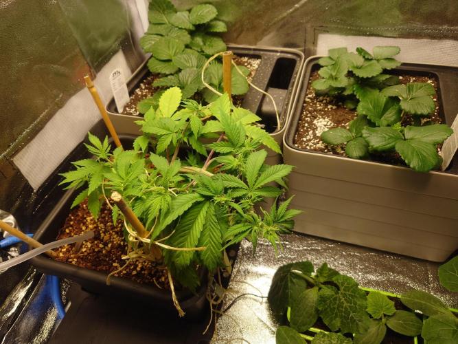 Sour Jealousy - First coco grow. Week 4