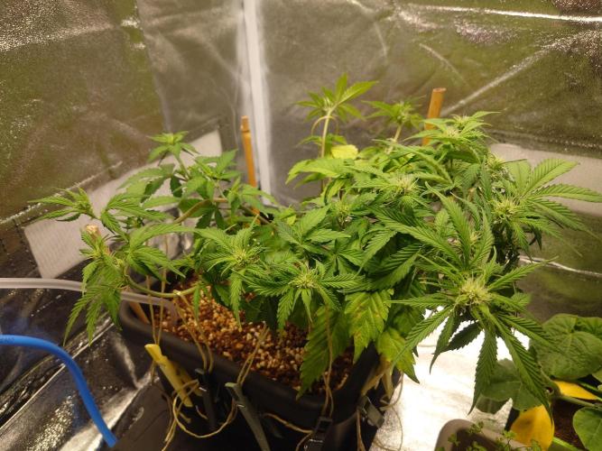 Sour Jealousy - First coco grow. Week 5