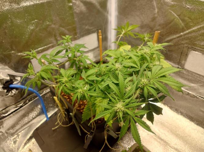 Sour Jealousy - First coco grow. Week 5