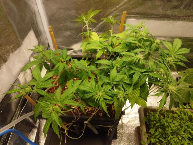 Sour Jealousy - First coco grow. Week 5
