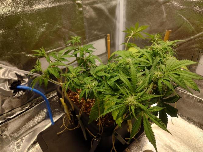 Sour Jealousy - First coco grow. Week 5
