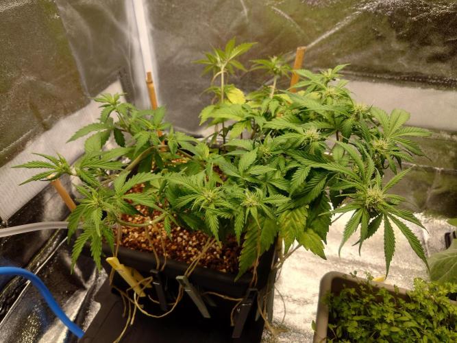 Sour Jealousy - First coco grow. Week 5