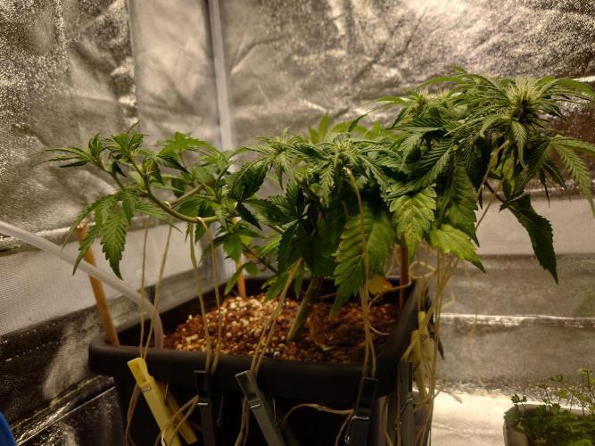 Sour Jealousy - First coco grow. Week 5