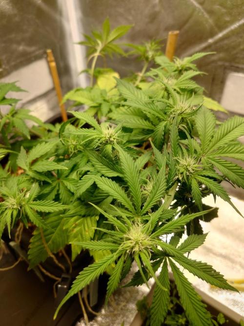 Sour Jealousy - First coco grow. Week 5