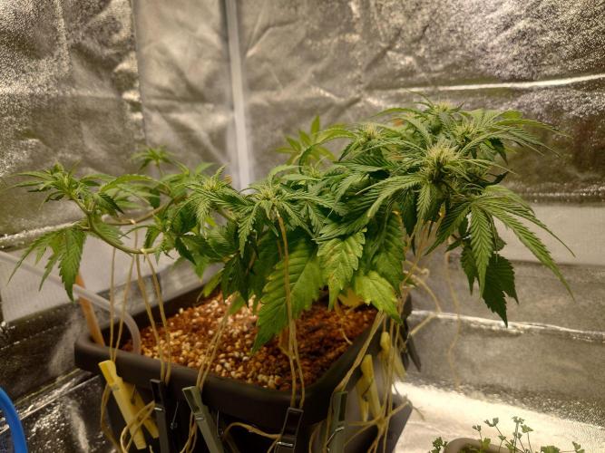 Sour Jealousy - First coco grow. Week 5