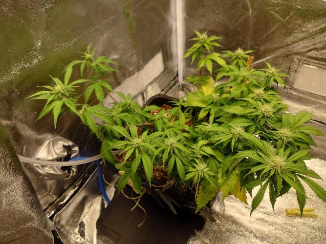 Sour Jealousy - First coco grow. Week 6
