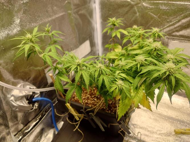 Sour Jealousy - First coco grow. Week 6