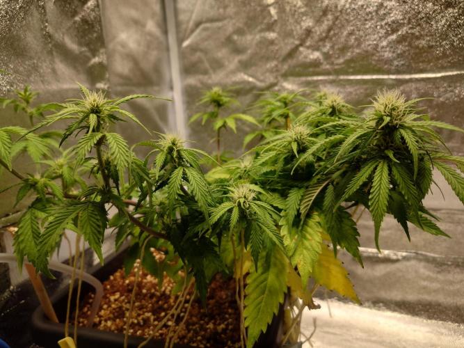 Sour Jealousy - First coco grow. Week 6