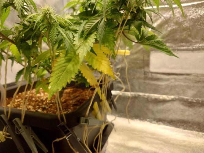 Sour Jealousy - First coco grow. Week 6