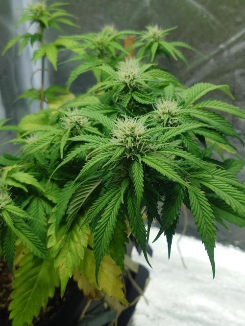 Sour Jealousy - First coco grow. Week 6