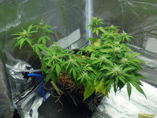 Sour Jealousy - First coco grow. Week 6