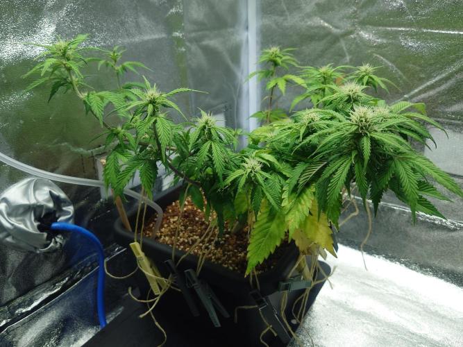 Sour Jealousy - First coco grow. Week 6