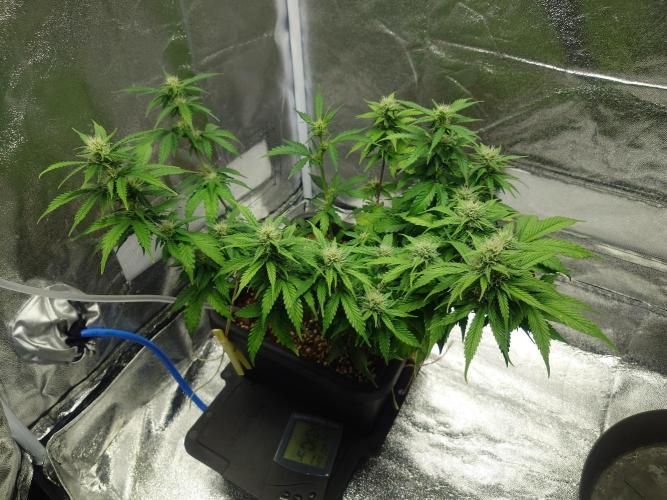 Sour Jealousy - First coco grow. Week 7