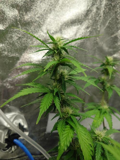 Sour Jealousy - First coco grow. Week 7