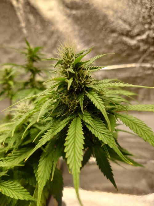 Sour Jealousy - First coco grow. Week 7