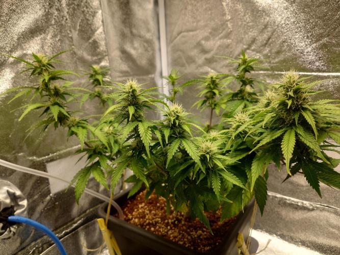 Sour Jealousy - First coco grow. Week 7