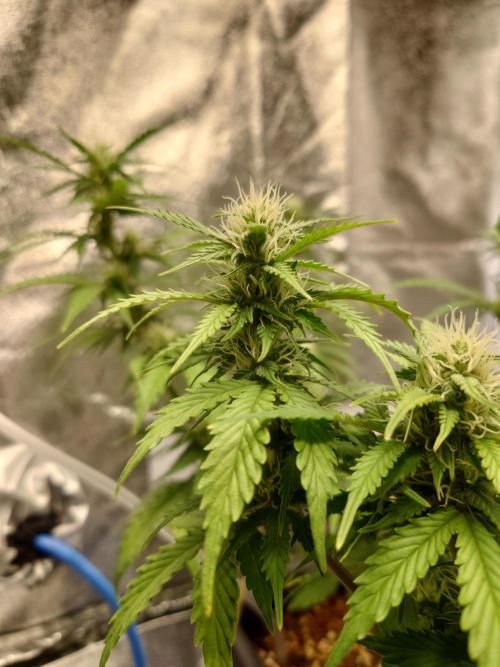 Sour Jealousy - First coco grow. Week 7