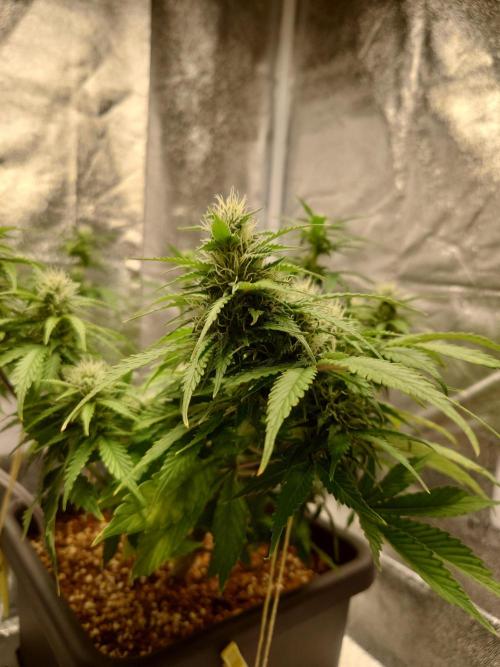 Sour Jealousy - First coco grow. Week 7
